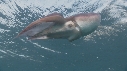 BLANKET OCTOPUS