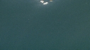 BLANKET OCTOPUS