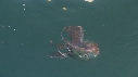 BLANKET OCTOPUS