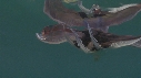 BLANKET OCTOPUS
