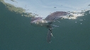 BLANKET OCTOPUS