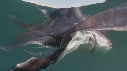BLANKET OCTOPUS