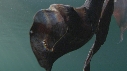 BLANKET OCTOPUS