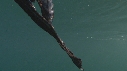 BLANKET OCTOPUS