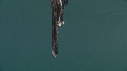 BLANKET OCTOPUS