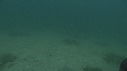 BLANKET OCTOPUS