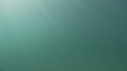 BLANKET OCTOPUS
