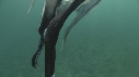 BLANKET OCTOPUS