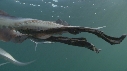 BLANKET OCTOPUS