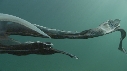 BLANKET OCTOPUS