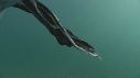 BLANKET OCTOPUS