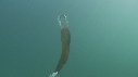 BLANKET OCTOPUS