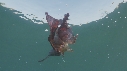 BLANKET OCTOPUS