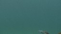 BLANKET OCTOPUS
