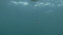 MEDUSE GEANTE