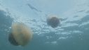 MEDUSE GEANTE, POISSONS