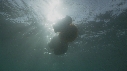 MEDUSE GEANTE
