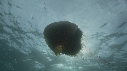MEDUSE GEANTE