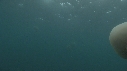 MEDUSE GEANTE
