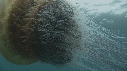 MEDUSE GEANTE, POISSONS