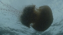 MEDUSE GEANTE, POISSONS