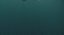 MEDUSE GEANTE