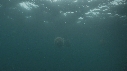 MEDUSE GEANTE