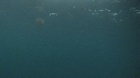 MEDUSE GEANTE