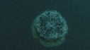 MEDUSE GEANTE