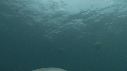 MEDUSE GEANTE