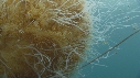 MEDUSE GEANTE, POISSONS