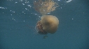 MEDUSE GEANTE, POISSONS