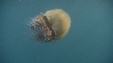MEDUSE GEANTE, POISSONS