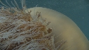 MEDUSE GEANTE