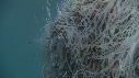 MEDUSE GEANTE, POISSONS