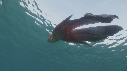 BLANKET OCTOPUS