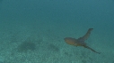 BLANKET OCTOPUS