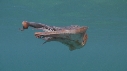 BLANKET OCTOPUS