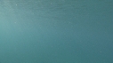 BLANKET OCTOPUS