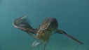 BLANKET OCTOPUS