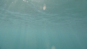 BLANKET OCTOPUS
