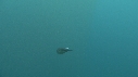 BLANKET OCTOPUS, FILET