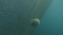 MEDUSE GEANTE, FILET