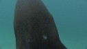 BLANKET OCTOPUS