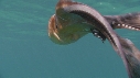 BLANKET OCTOPUS