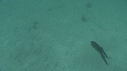 BLANKET OCTOPUS