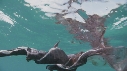 BLANKET OCTOPUS