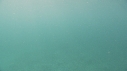 BLANKET OCTOPUS