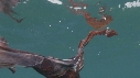 BLANKET OCTOPUS