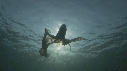 BLANKET OCTOPUS